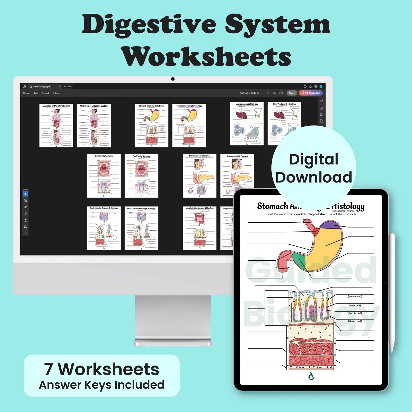 Digestive Anatomy Worksheets (Digital Downloads)