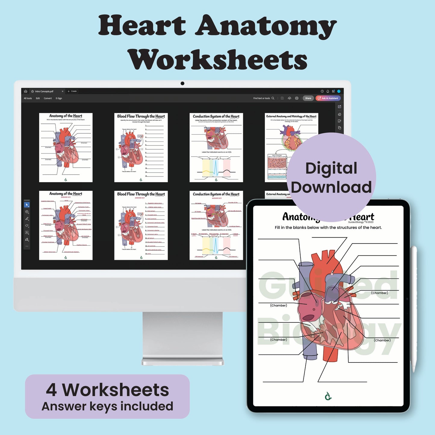 Heart Anatomy Worksheets(Digital Download)