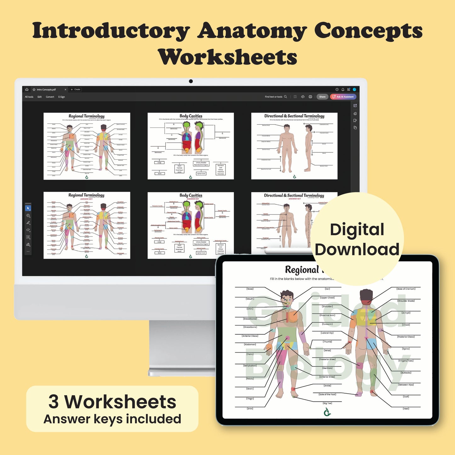 Introductory Anatomy Concepts Worksheets (Digital Download)