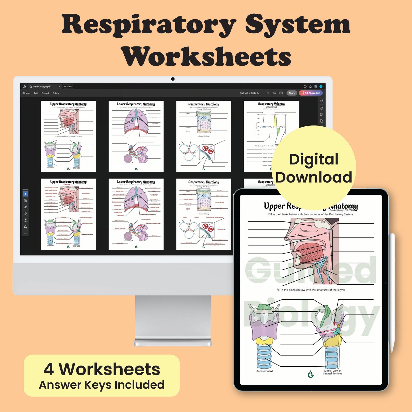 Respiratory System Worksheets (Digital Download)