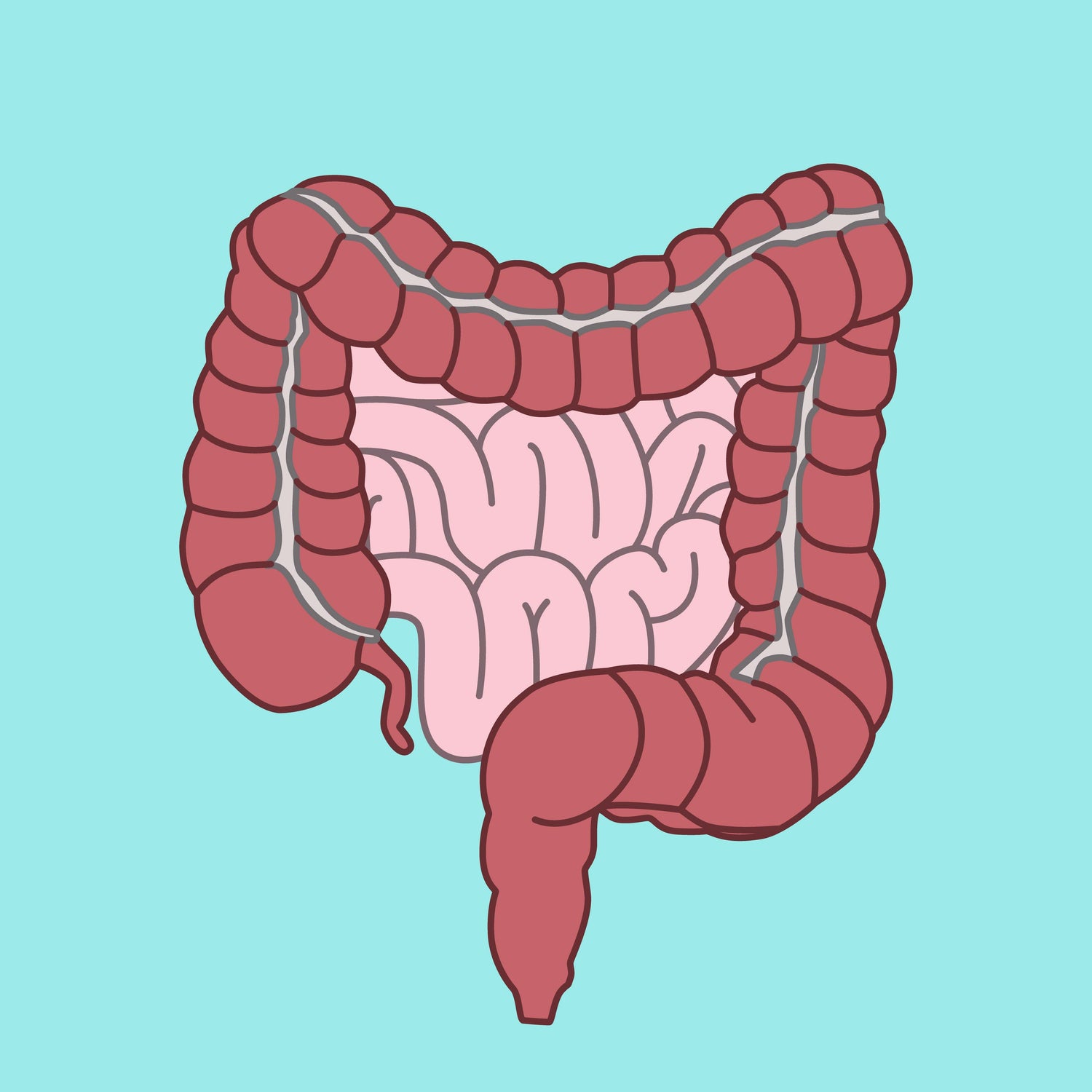 Digestive System