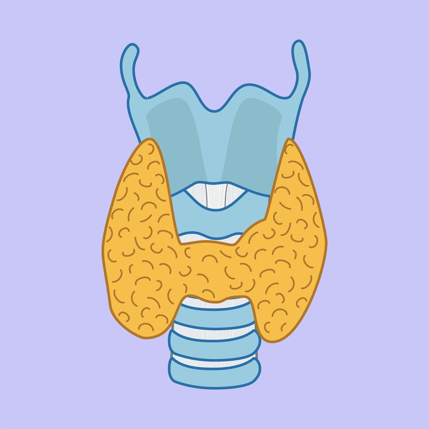 Endocrine System