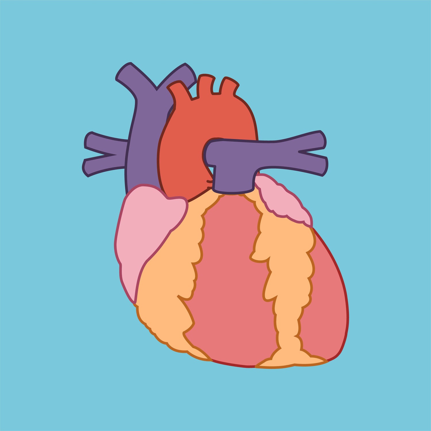 Cardiovascular System
