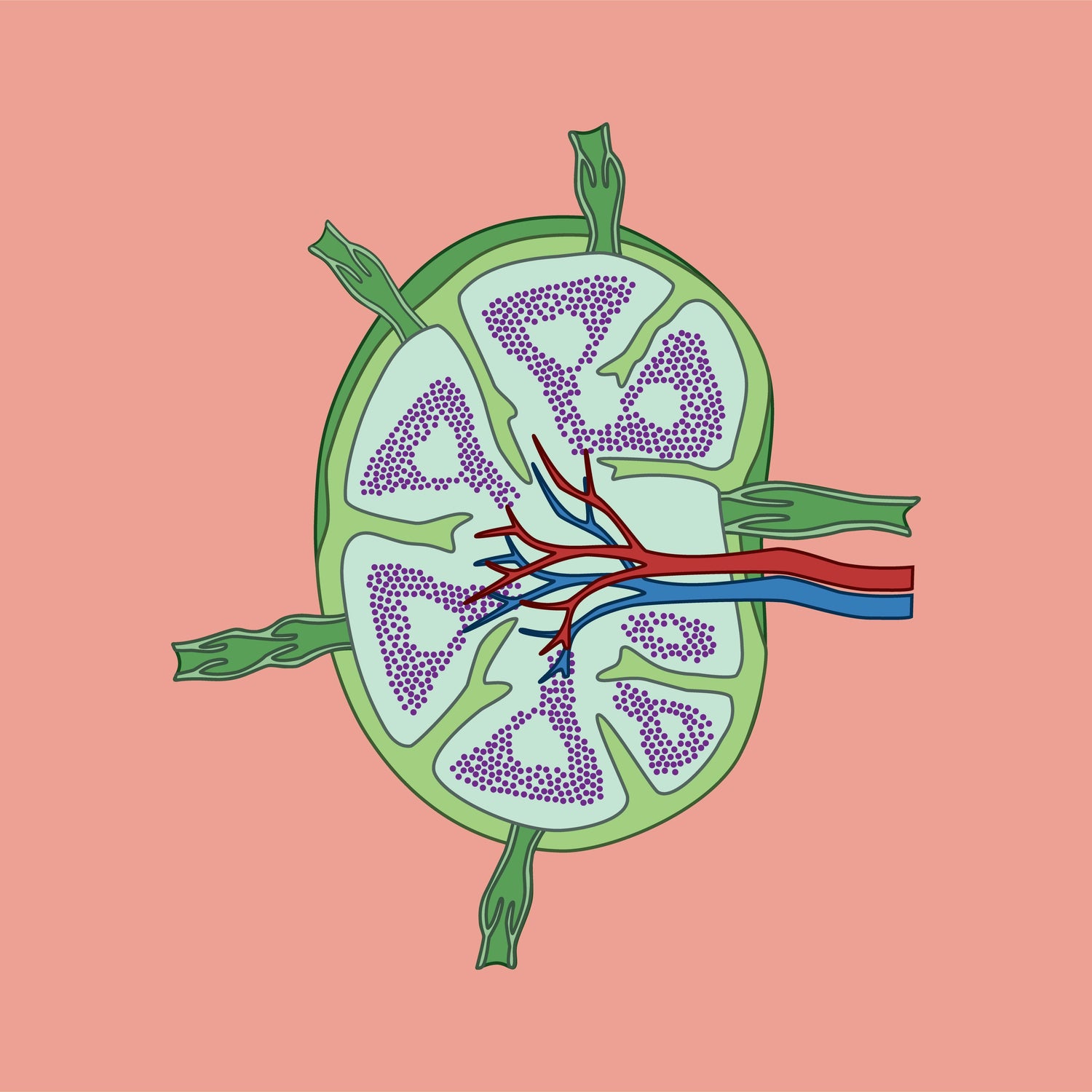 Lymphatic System and Immunity