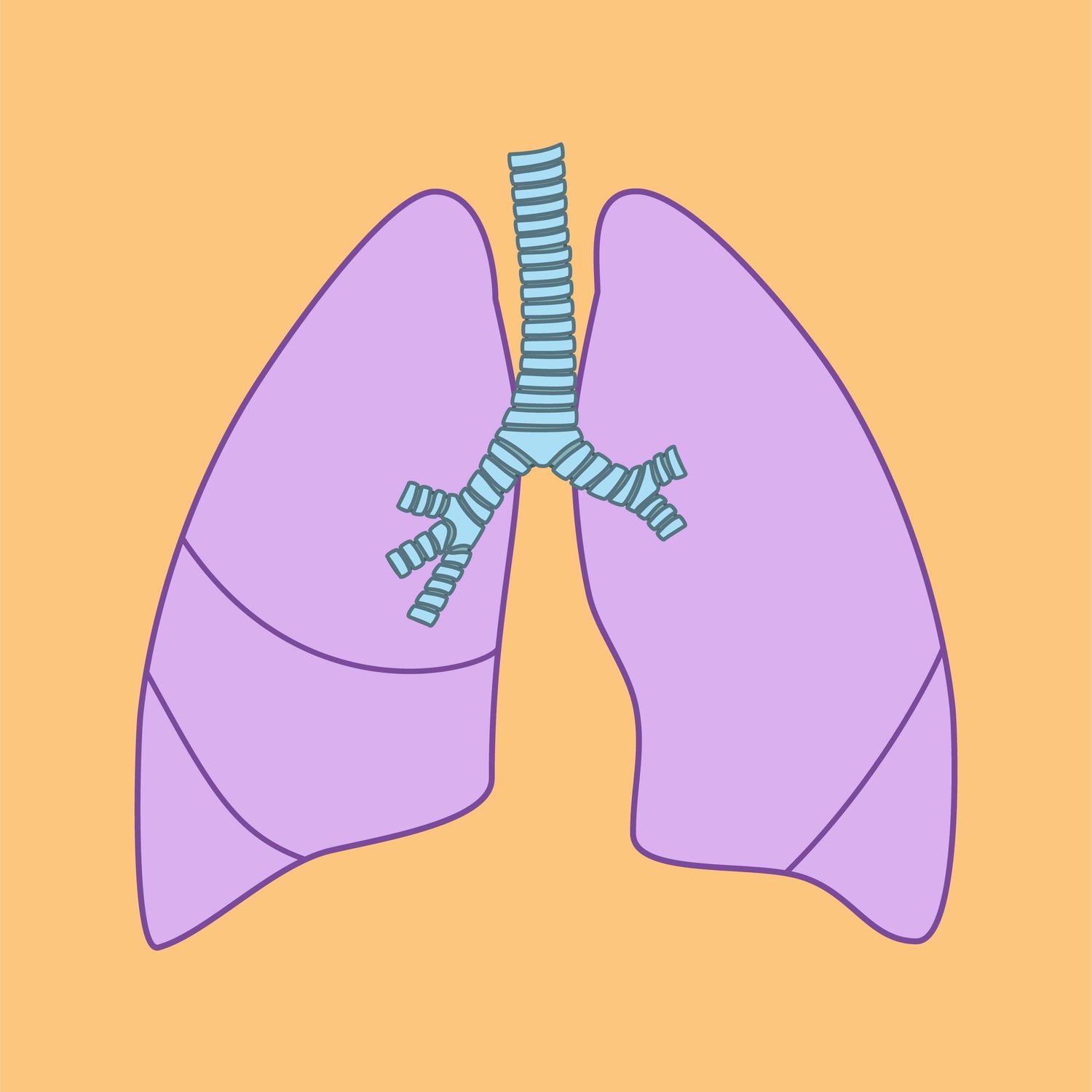 Respiratory System