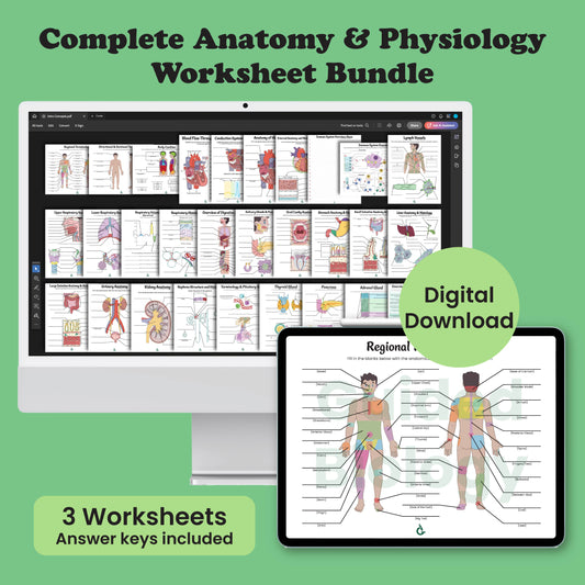 Anatomy and Physiology Worksheet Bundle (Digital Download)