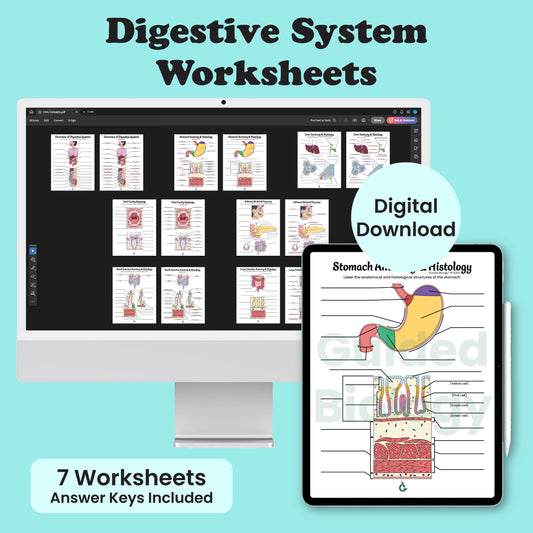 Digestive Anatomy Worksheets (Digital Downloads)