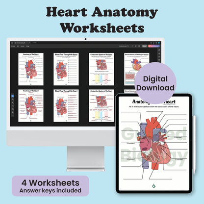 Heart Anatomy Worksheets(Digital Download)