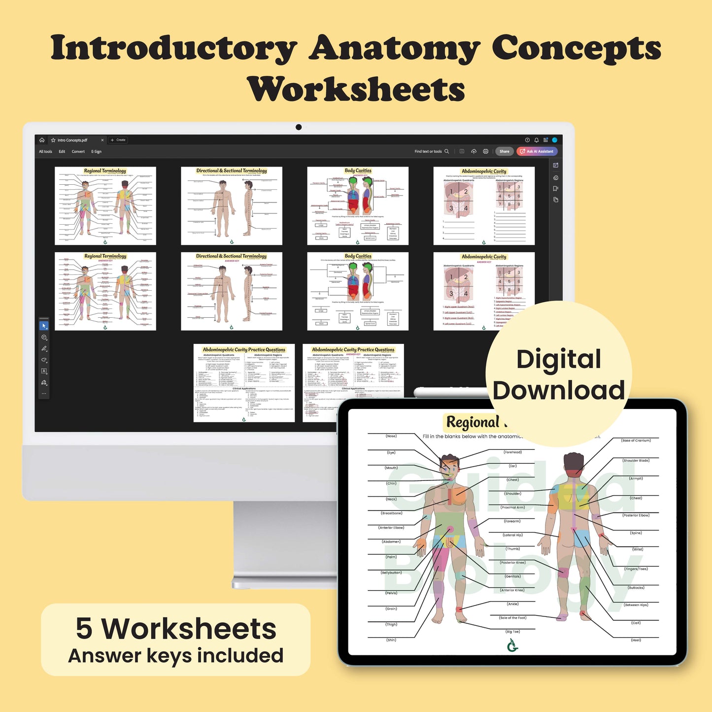 Introductory Anatomy Concepts Worksheets (Digital Download)