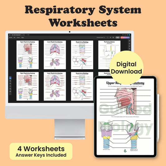 Respiratory System Worksheets  (Digital Download)