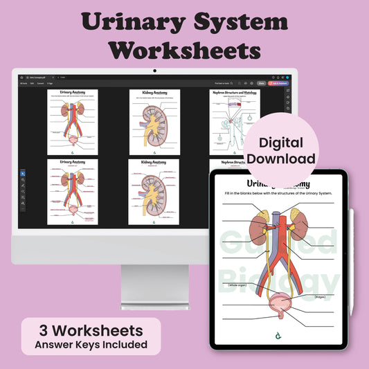 Urinary Anatomy Worksheets (Digital Download)